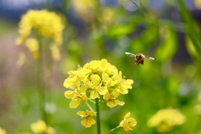 Close-up of bee on yellow flower