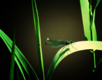 Close-up of damselfly on leaf