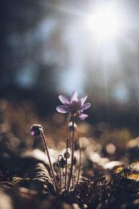 Close-up of purple crocus flowers on field