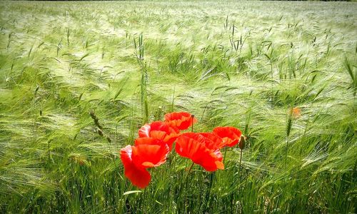 Close up of poppy blooming in field