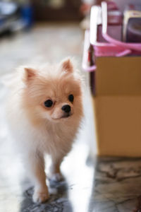 Light brown pomeranian puppy looking to the right with soft focus background in marble floor room