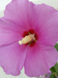 Macro shot of pink hibiscus flower