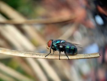 Close-up of housefly