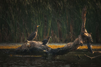 Wild beautiful birds from danube delta, romania. wildlife photography