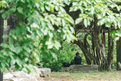 Rear view of man sitting by tree in forest