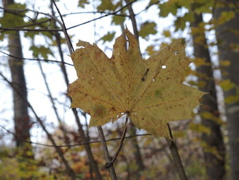 Close-up of maple leaf on tree