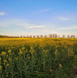 Scenic view of oilseed rape field against sky