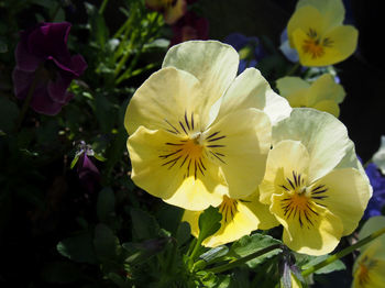 Close-up of yellow flowering plant