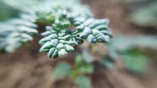 Close-up of pine tree in winter