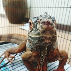 Close-up portrait of a reptile