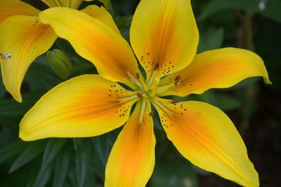 Close-up of yellow flower