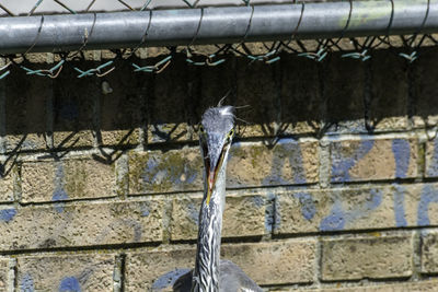 View of bird flying against wall