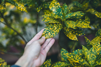 Cropped hand of woman touching leaf