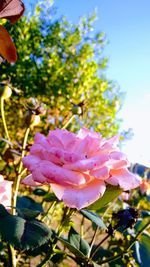 Close-up of flowers blooming on tree