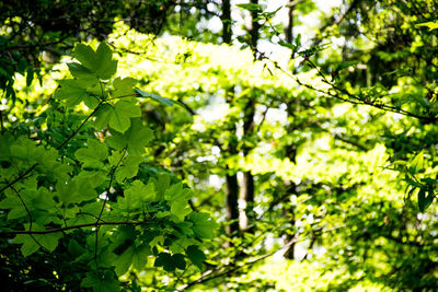 Close-up of leaves on tree