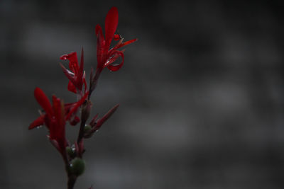 Close-up of red maple leaf