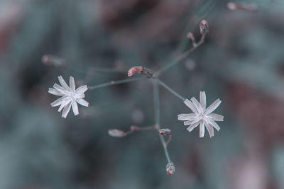 Close-up of white flowering plant