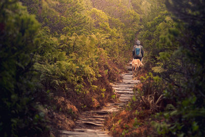 Rear view of woman walking in forest