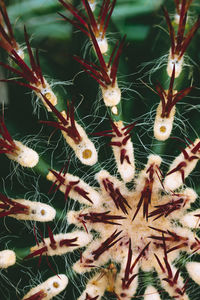 Full frame shot of succulent plant