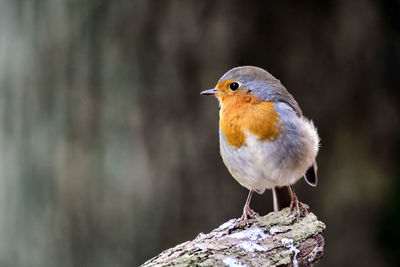 Close-up of bird perching on wooden post