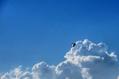 Low angle view of bird flying against blue sky