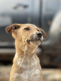 Close-up of dog looking away