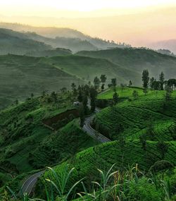 Scenic view of tea plantation on mountains against sky during sunset