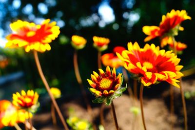 Close-up of yellow flowers blooming outdoors