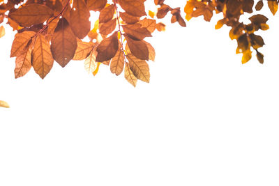 Low angle view of autumnal leaves against white background