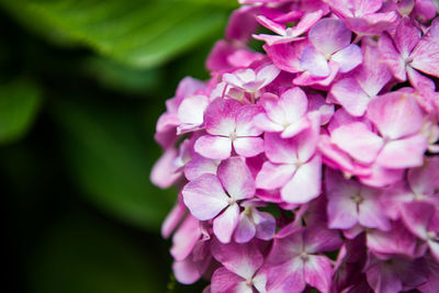 Close-up of pink hydrangea blooming outdoors