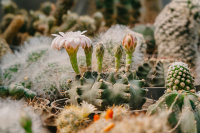 Close-up of cactus plant