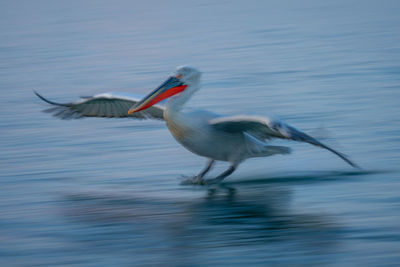 Pelican swimming in lake