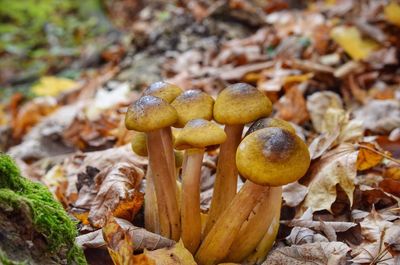 Close-up of mushrooms growing on field