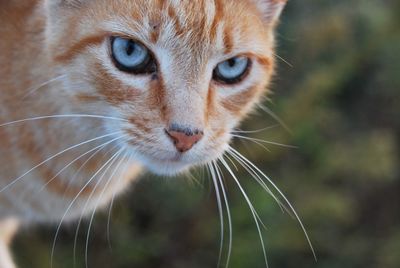 Close-up portrait of a cat