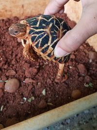 Close-up of hand holding turtle