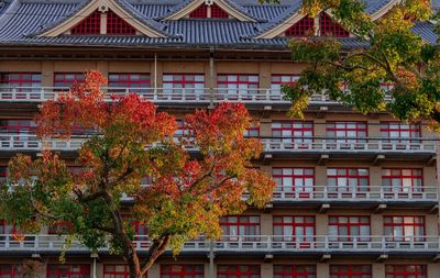 Tree by building in city during autumn