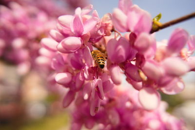 Close-up of bee pollinating on pink flower