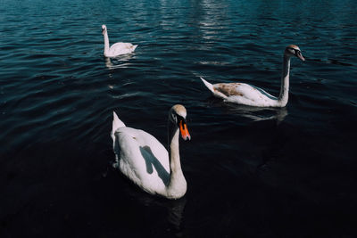 Swans swimming in lake