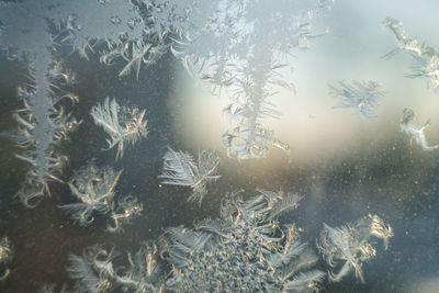 Close-up of snowflakes on glass