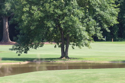 Trees on golf course