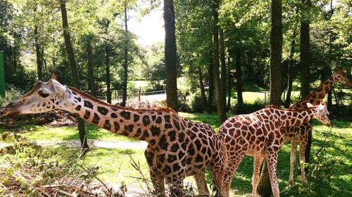 Horses standing in park
