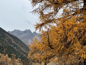 Scenic view of tree mountains against sky during autumn