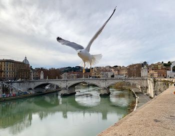Seagull flying over river in city against sky