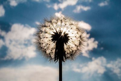 Low angle view of dandelion against cloudy sky