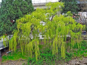 Plants growing on a tree