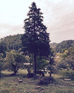 Trees in forest against sky