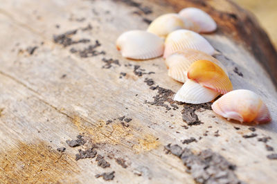 Close-up of clams on wood