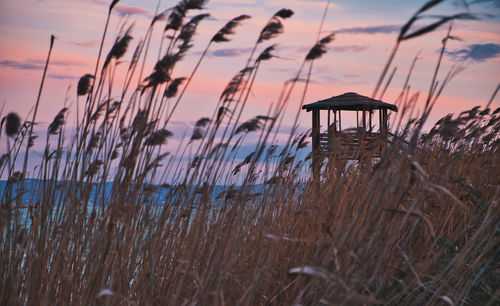 Plants growing on beach against sky during sunset