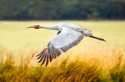 View of eurasian crane flying with spread wings