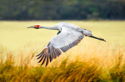 Bird flying over field